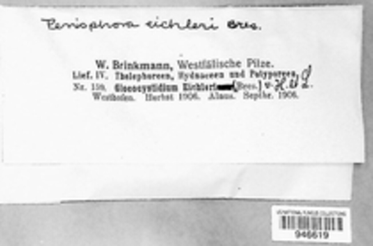 Hypochnicium eichleri image